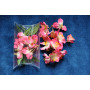 Fleurs de cerisier rose corail