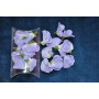 Fleurs de glycine parme